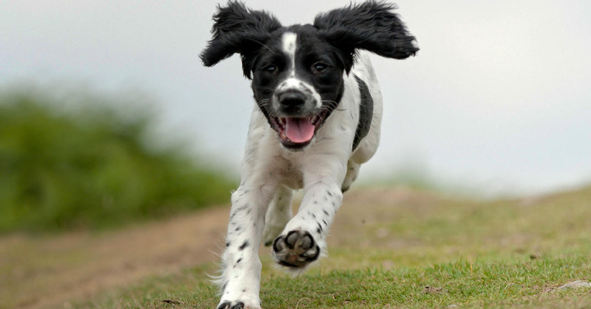 Quali emozioni provano i cani?