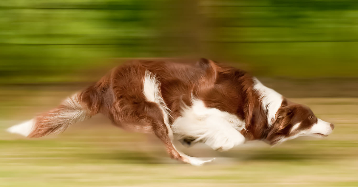 Il cane scappa ogni volta che ne ha l’occasione? Ecco come evitarlo