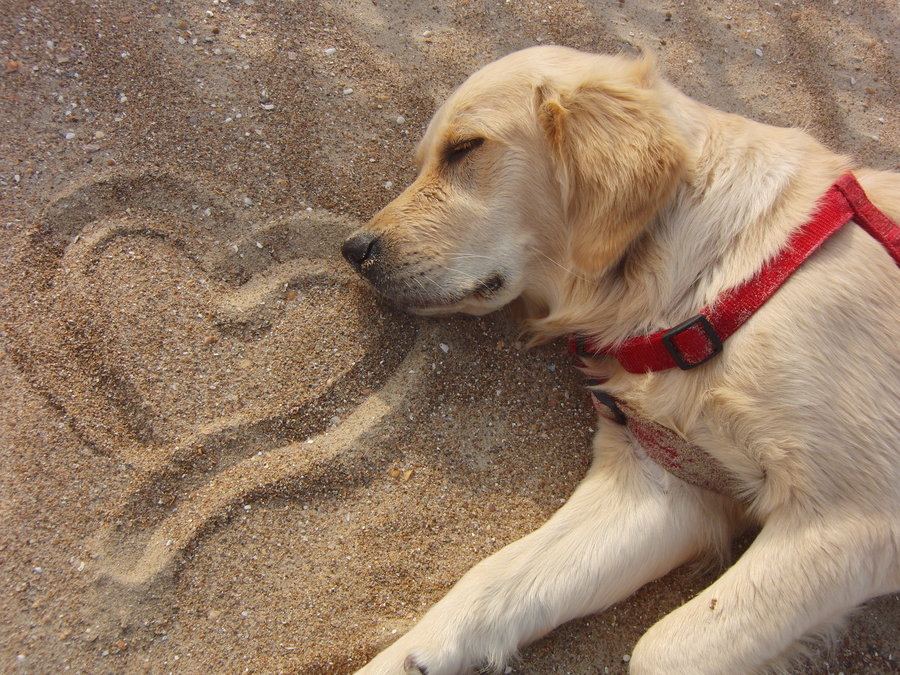 Cane che dorme sulla spiaggia