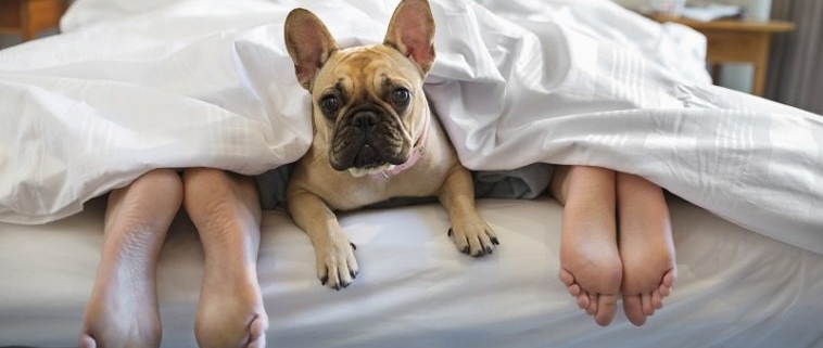 Cane che dorme tra i suoi padroni