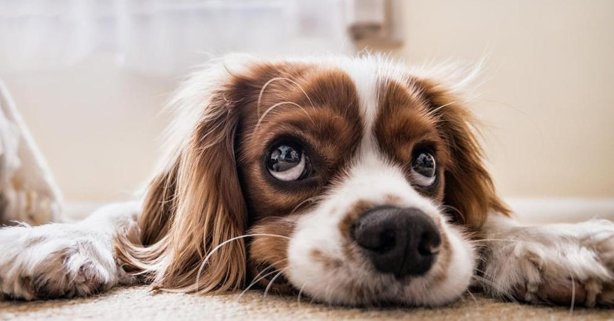 Perché i cani ci fanno gli occhi dolci? Tutta una questione di evoluzione!