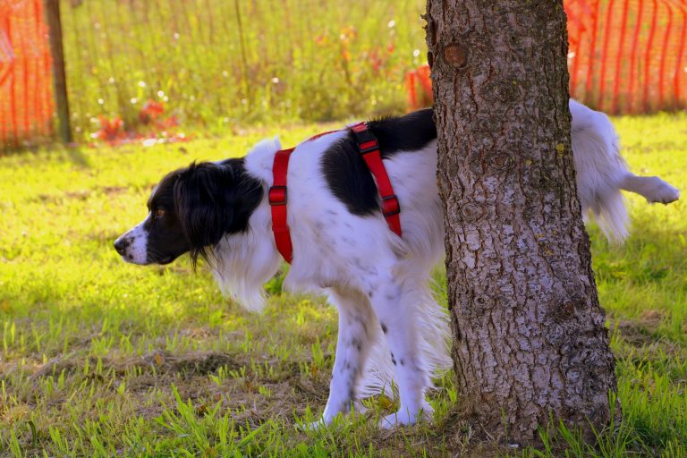 Cane che fa pipì su un albero