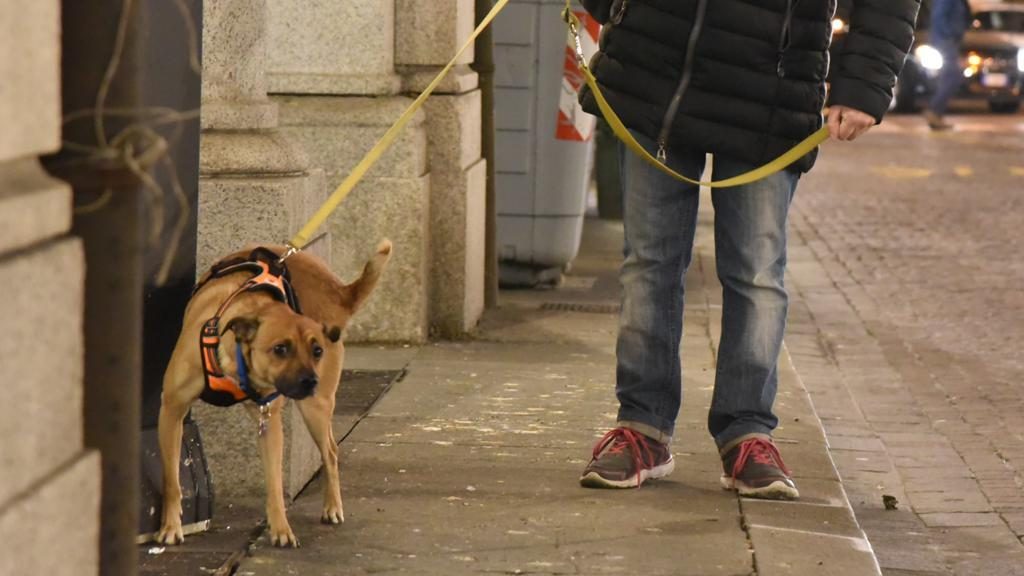 Cane che fa pipì su un muro