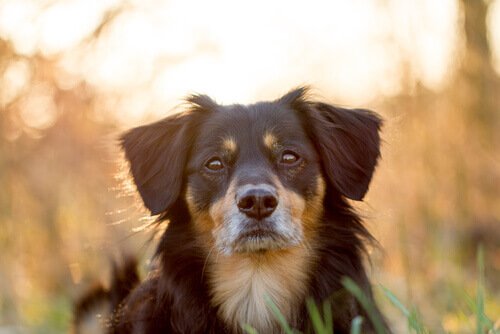 Cane che fiuta