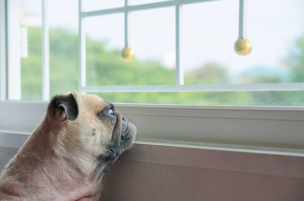 Cane che guarda fuori dalla finestra