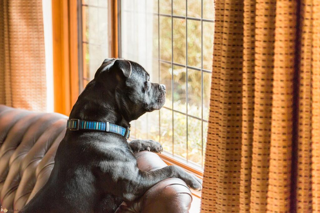 Cane che guarda fuori dalla finestra