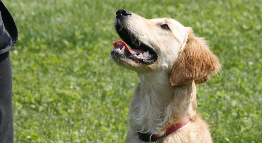 Cane che guarda in alto