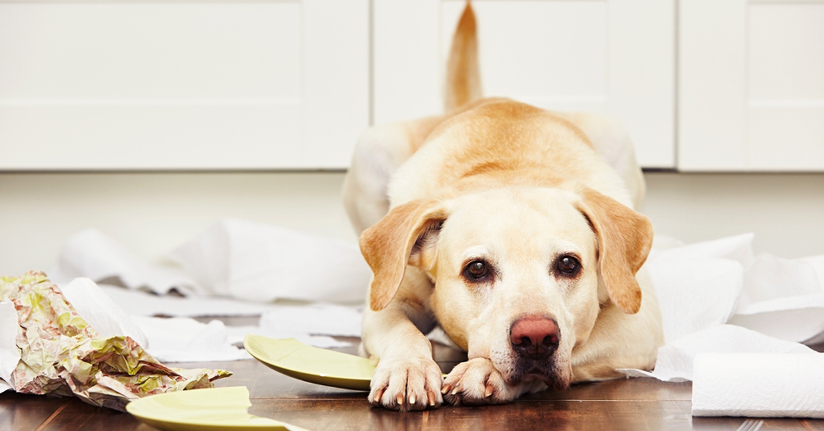 Cani da soli a casa: quante ore al massimo possono starci?