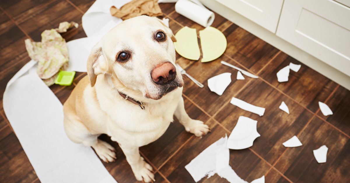 Come insegnare al cane a non mangiare l’immondizia