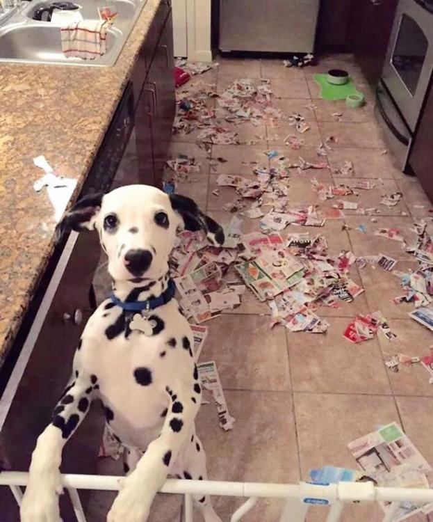 Cane che ha distrutto la casa