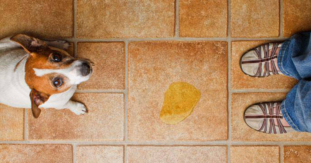 Cane che ha fatto la pipì in casa