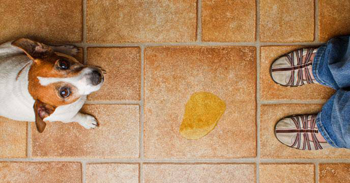 Il cane fa la pipì quando si emoziona? Ecco come farlo smettere