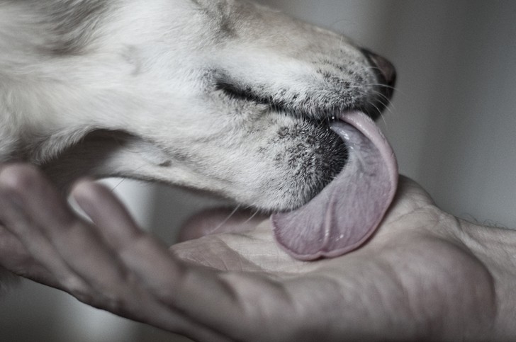 Cane che lecca la mano di un uomo