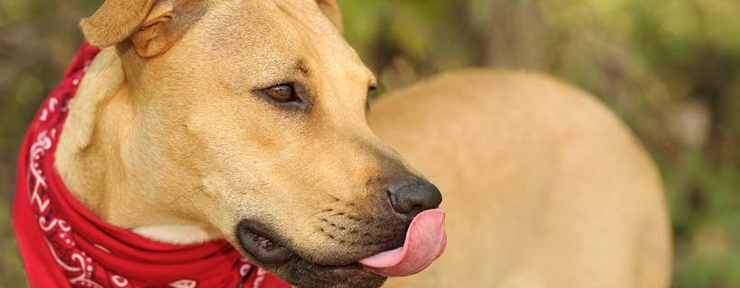 Cane che lecca l'aria