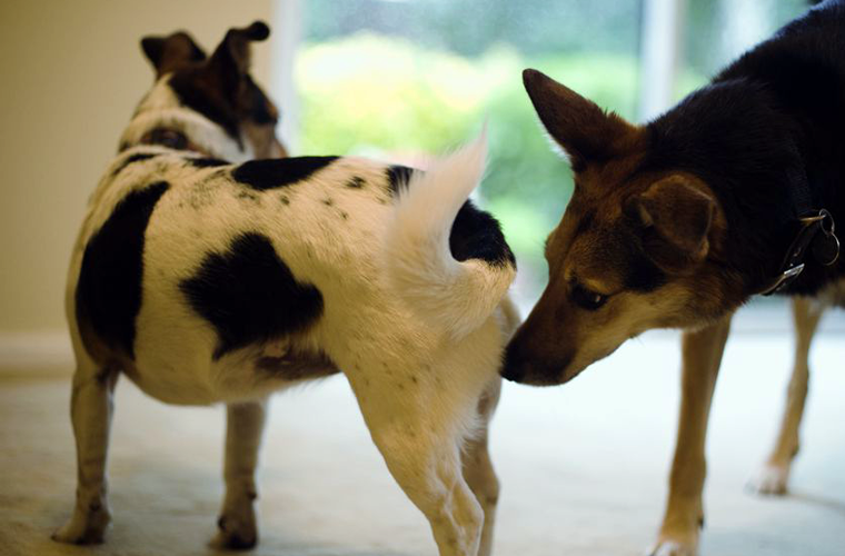 Cane che odora il sedere ad un altro cane