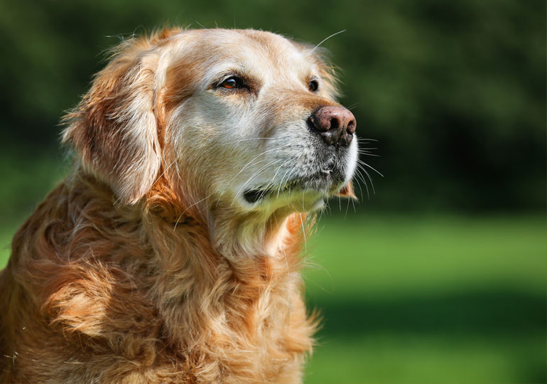 Cane che osserva in lontananza