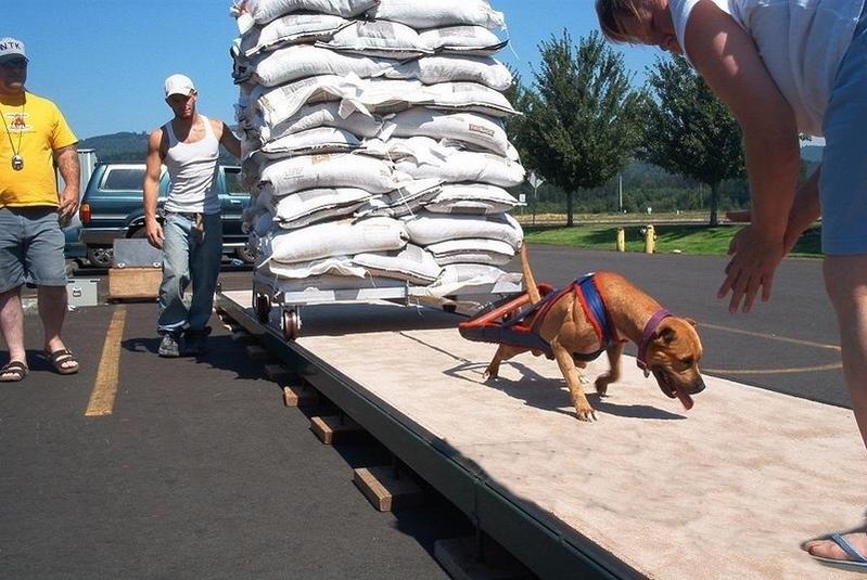 Cane che pratica Weight Pulling