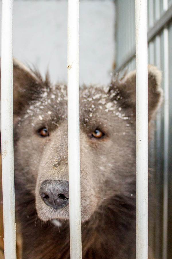 Cane che sembra un orso