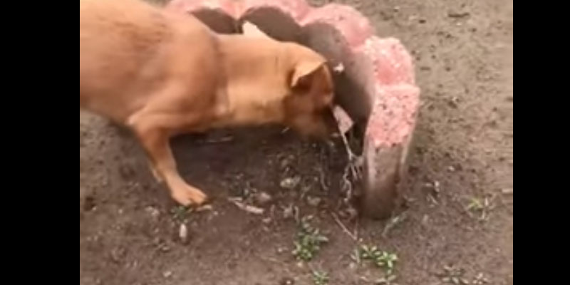 Cane che seppellisce del cibo