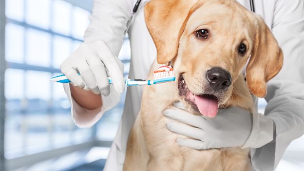 Cane che si fa lavare i denti