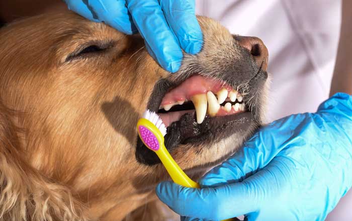 Cane che si lascia lavare i denti