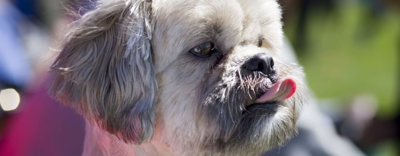 Cane che si lecca il naso