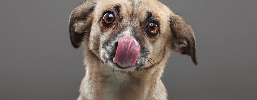 Cane che si lecca il naso