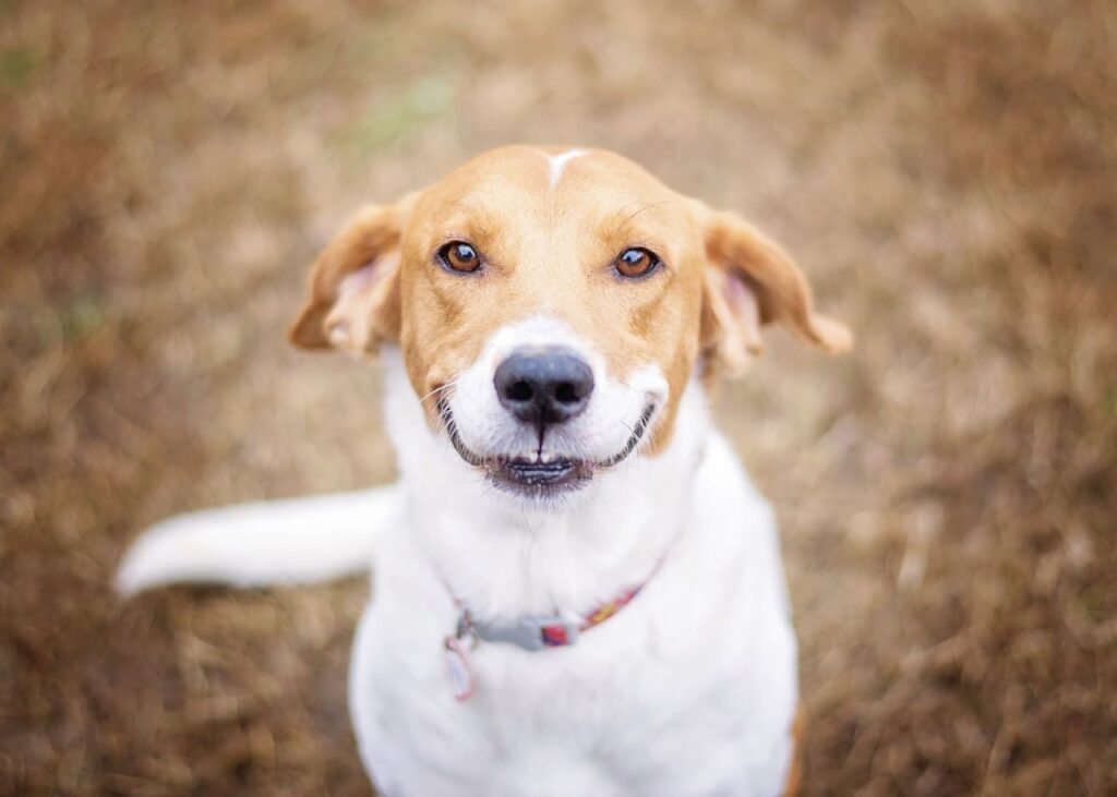 Cane che sorride