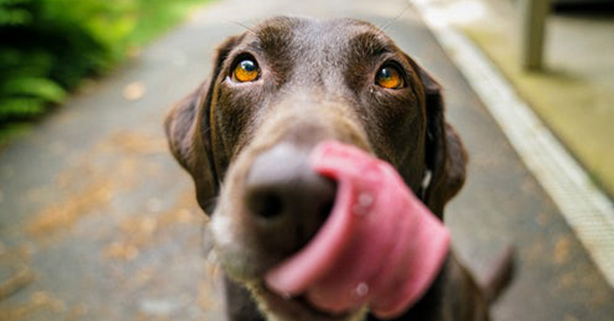 Perché i cani leccano l’aria? Attenzione a questo comportamento