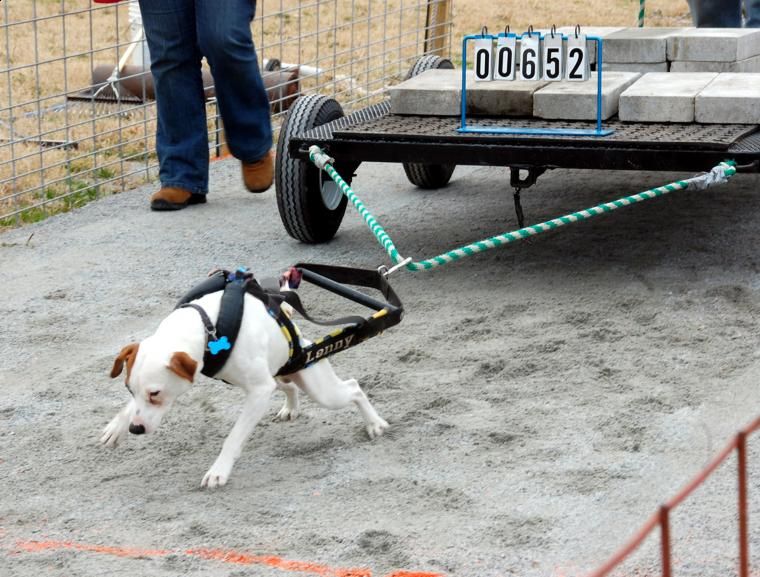 Cane che sta trascinando un carro di cemento