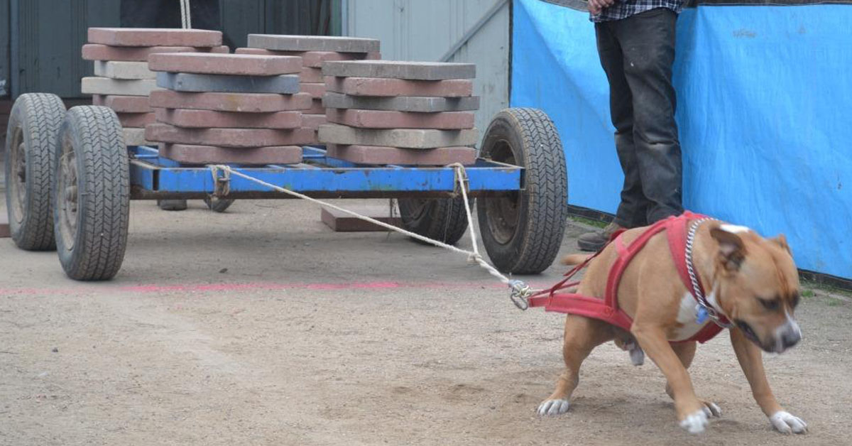 Cani che trainano cemento: l’ultimo terribile sport chiamato Weight Pulling