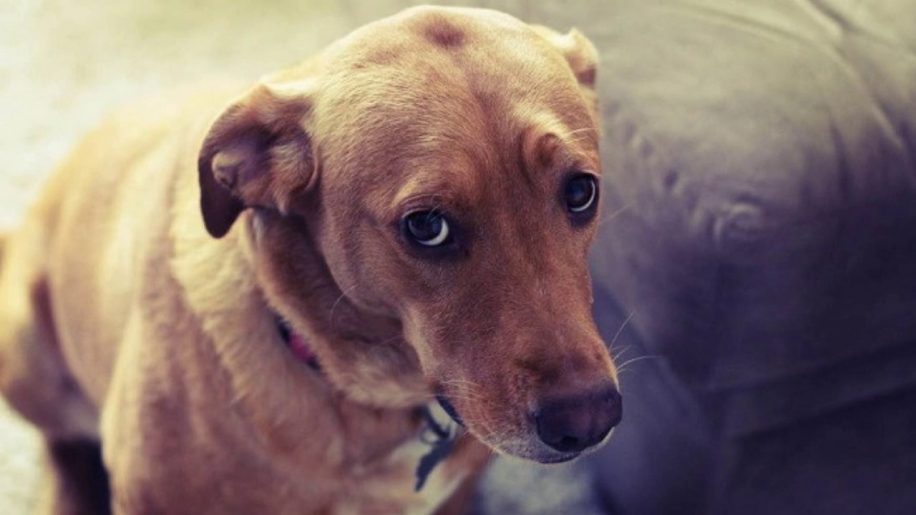 Cane con faccia colpevole