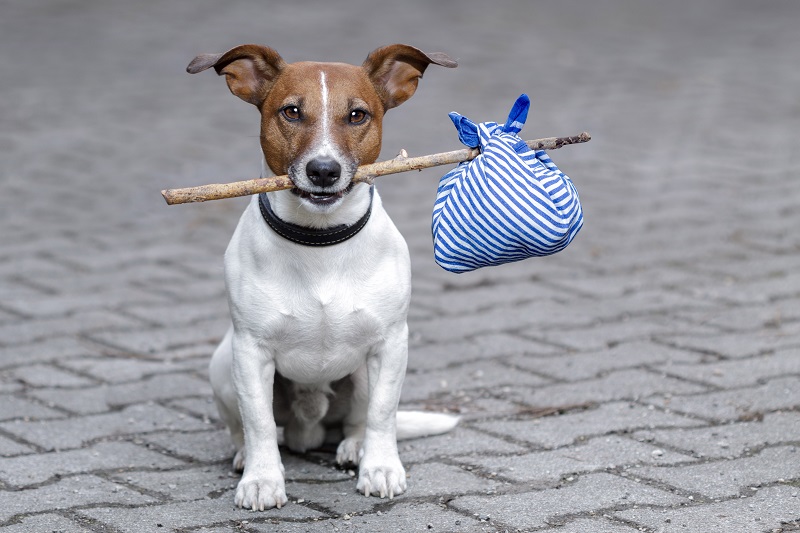 Cane con in bocca un bastoncino di legno