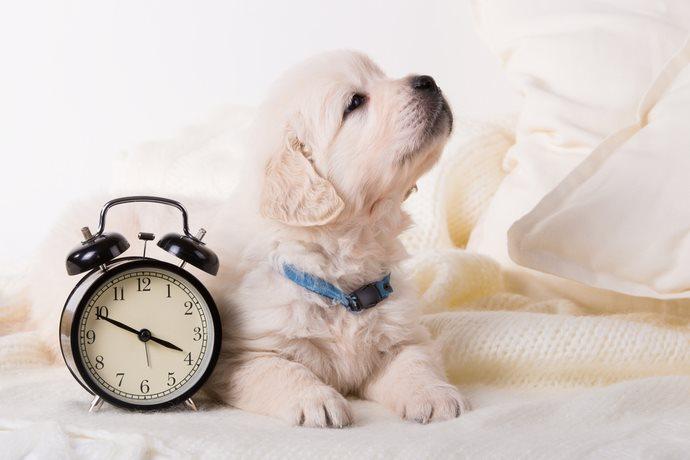 Cane con un orologio