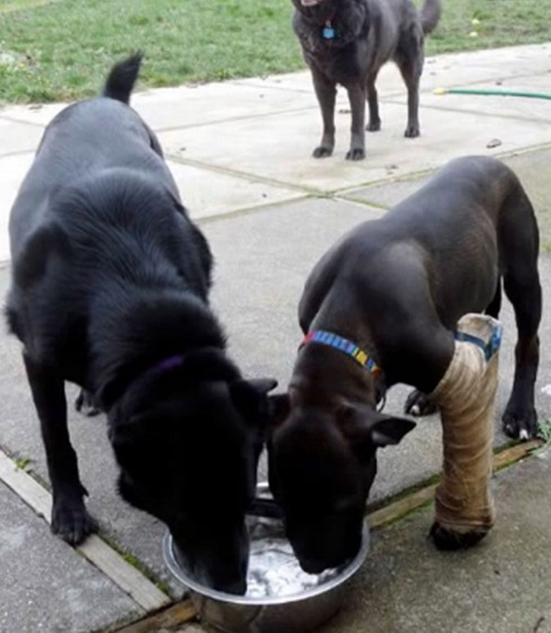 Cane con un problema alle zampe che beve