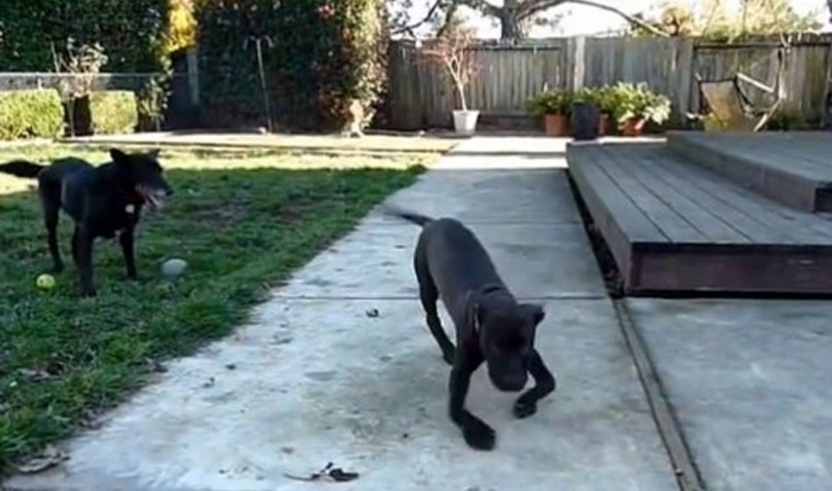 Cane con un problema alle zampe che gioca