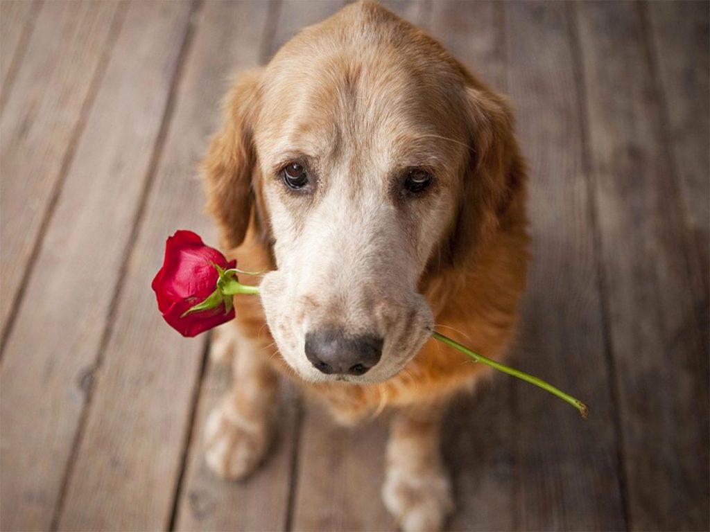 Cane-con-una-rosa-in-bocca