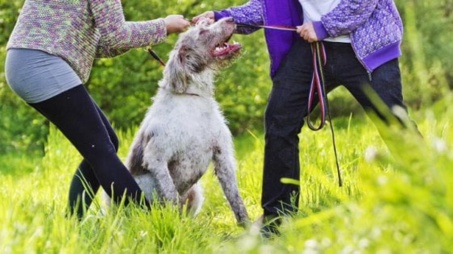 Cane conteso tra due persone