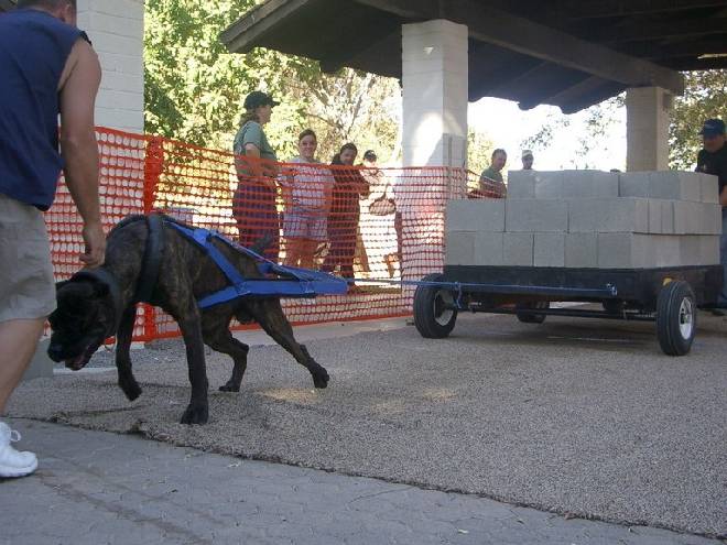 Cane costretto a trainare un carro con del cemento