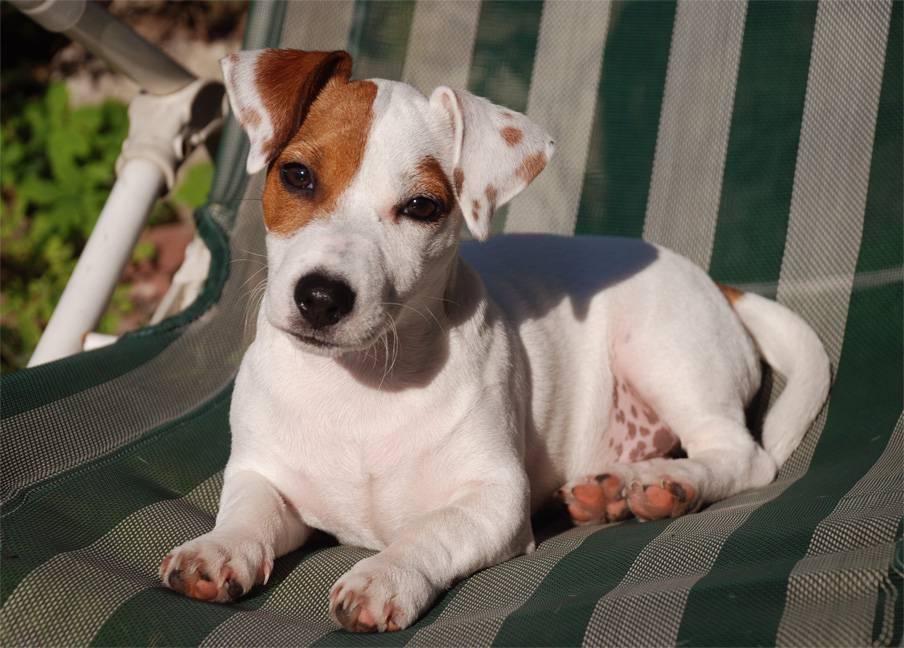 Cane cucciolo Jack Russel