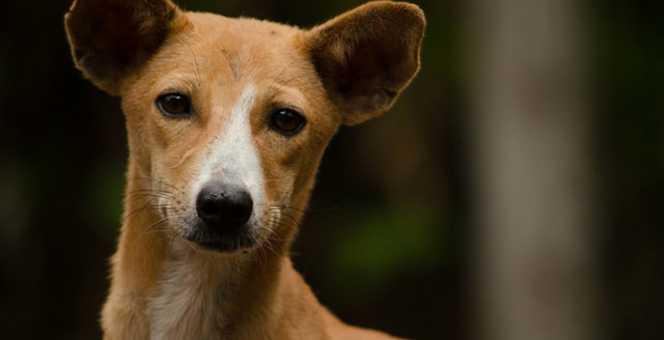 Cane curioso