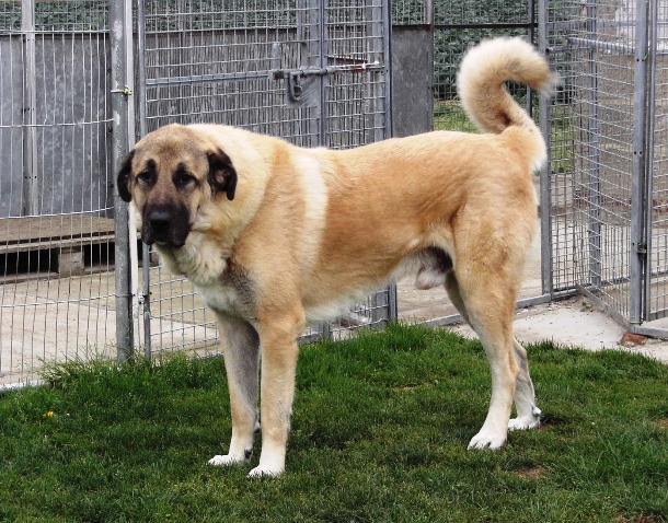 Cane-da-pastore-Kangal