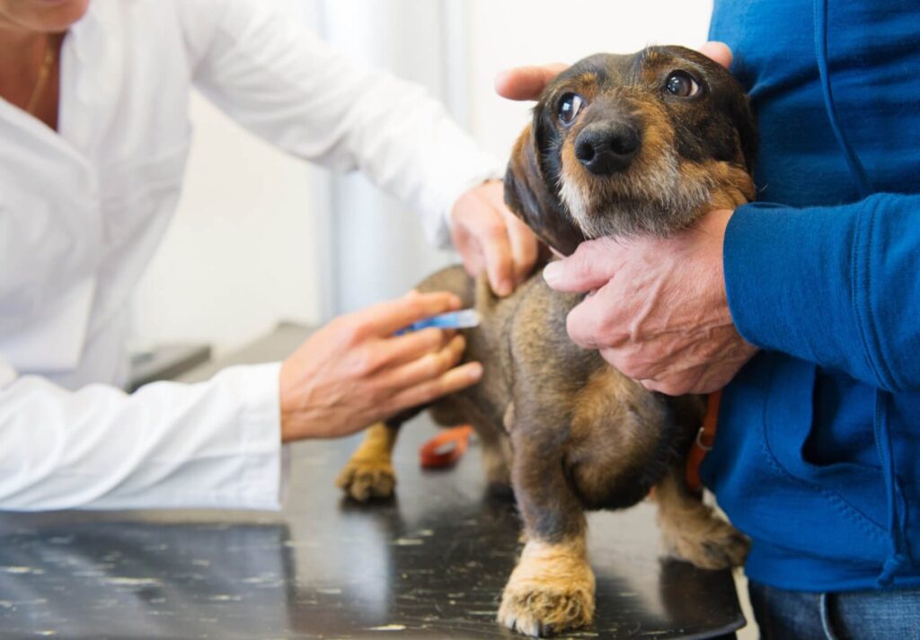 Cane dal veterinario