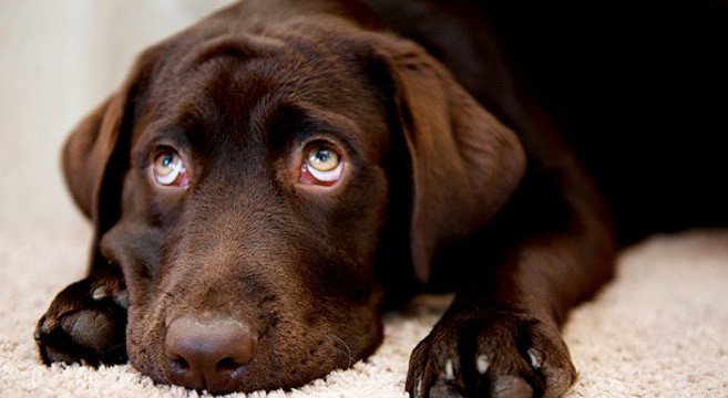 Cane dallo sguardo colpevole