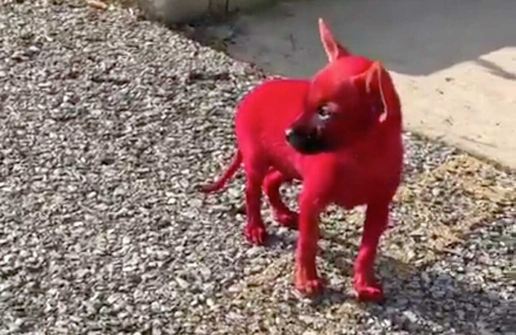 Cane dipinto di rosso