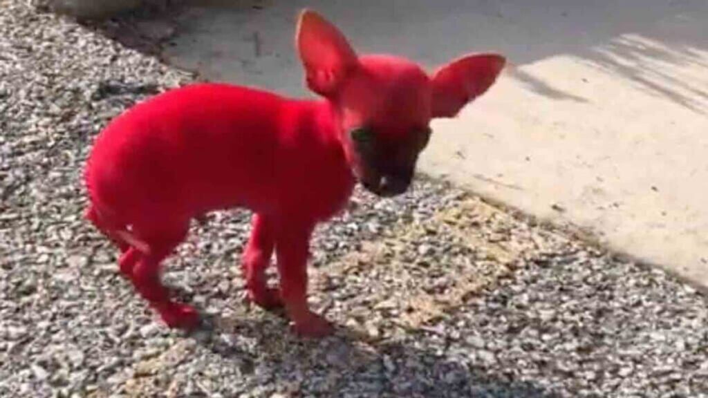 Cane dipinto di rosso dal suo padrone