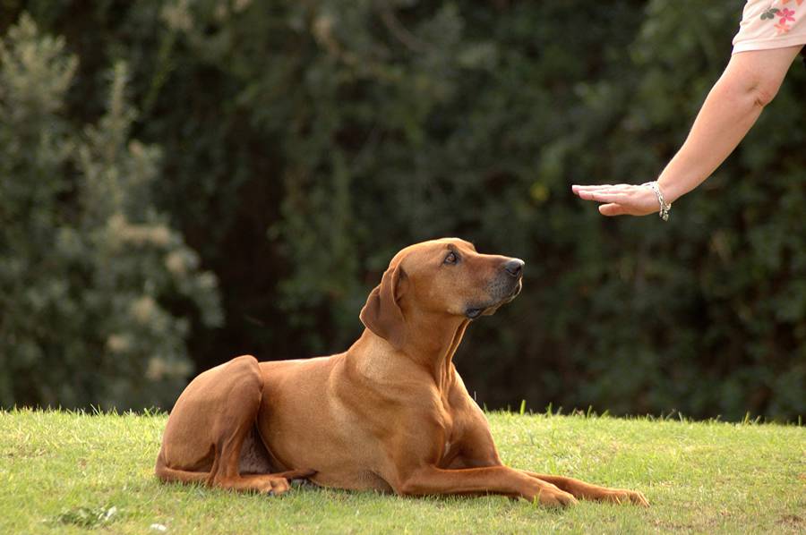 Cane durante l'addestramento