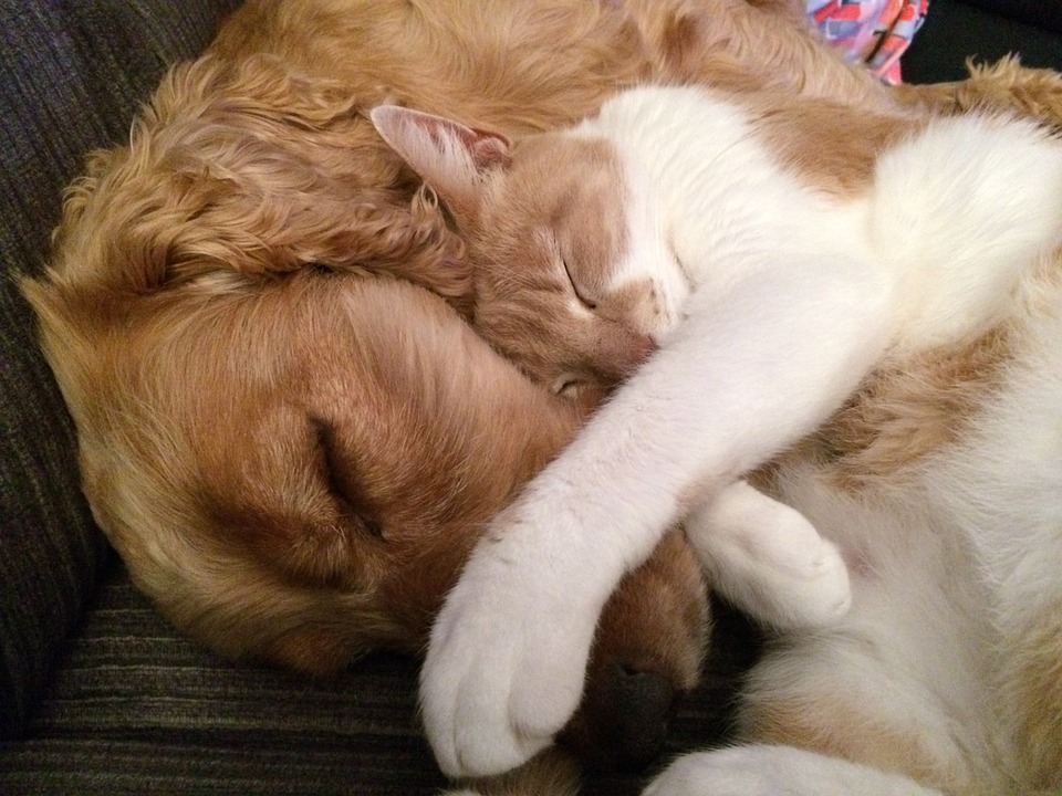 Cane e gatto che dormono insieme