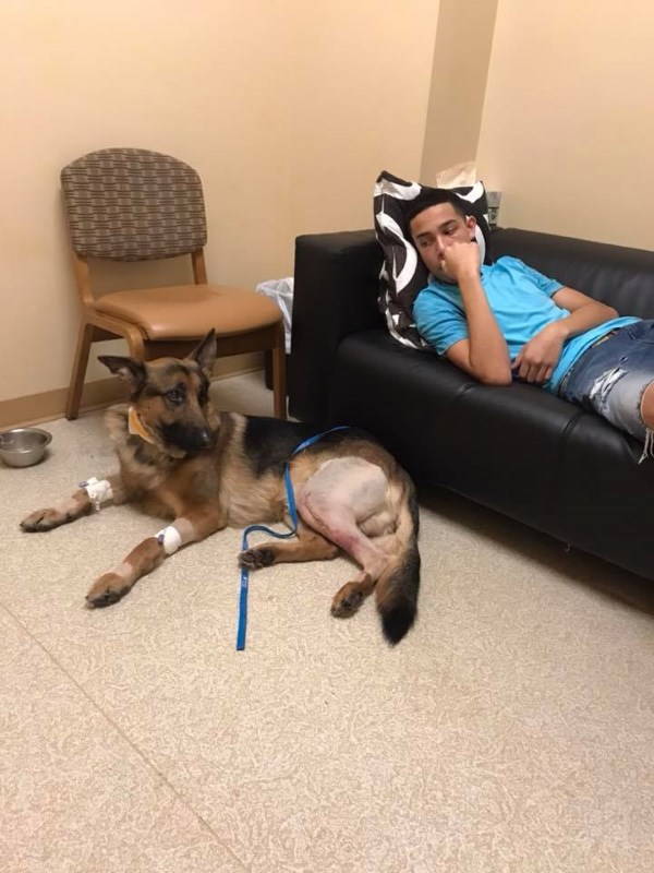 Cane ferito