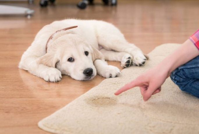 Cane ha fatto la pipì sul tappeto